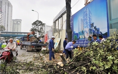 Lập tổ theo dõi việc thanh tra chặt cây xanh