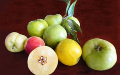 Muốn giảm eo, hãy tìm đến táo mèo