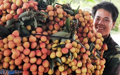 Từ 30/5, xuất khẩu lô vải thiều đầu tiên sang Mỹ