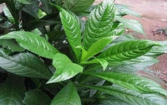 Xương sông, “kẻ thù” của cảm cúm