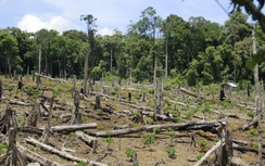 Phá rừng ở Kon Tum: Chủ rừng ngồi văn phòng đòi xem hình ảnh