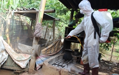 10 địa phương có ổ dịch cúm A/H5N6