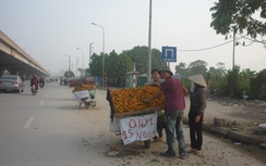 Hoang mang quýt Tàu nghi nhuộm chất gây ung thư