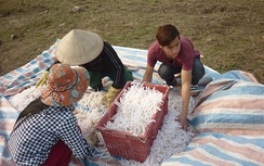 Bí, đu đủ làm mứt Tết "phơi mình" bên khu vệ sinh