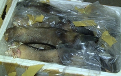 Bắt giữ hơn nửa tấn thịt trâu bò đang phân hủy