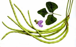 Đậu đũa chữa liệt dương