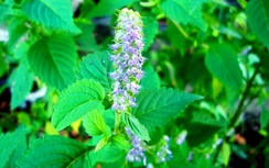 Hoắc hương chữa cảm sốt, ăn không tiêu