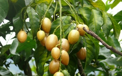 Hồng bì chữa cảm cúm