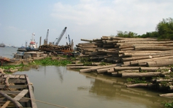 An Giang: Bến gỗ trái phép chiếm luồng phà Vàm Cống