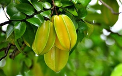 Khế chữa cảm lạnh, đau họng