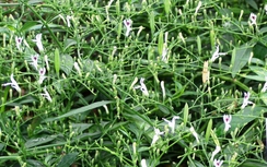 Tác dụng chữa viêm amiđan của xuyên tâm liên