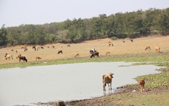 Hạn hán nặng, Tây Nguyên đối mặt với vụ mùa mất trắng