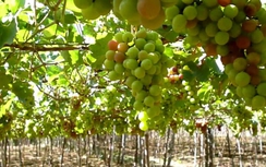 Kỳ thú ngắm ruộng muối, ăn nho vườn Ninh Thuận