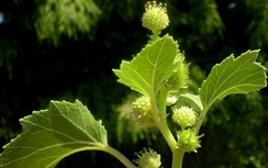 Ké đầu ngựa chữa lở ngứa