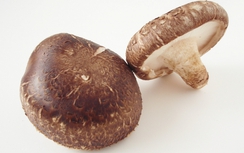 Nấm hương chữa cao huyết áp