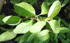 Bầu đất chữa nhiều bệnh đường tiết niệu