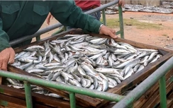 Sẽ đánh giá lại hàm lượng phenol trong cá nục ở Quảng Trị