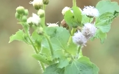 Cây cứt lợn chữa viêm xoang