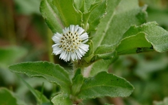 Nhọ nồi chữa gan nhiễm mỡ