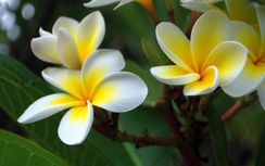 Hoa đại chữa cao huyết áp