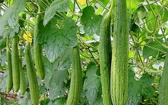 Cây Mướp - vị thuốc chữa bệnh rẻ và hiệu quả