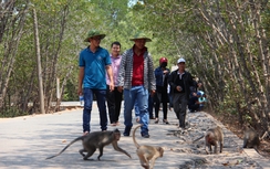 Câu cá sấu, đùa khỉ ở Cần Giờ