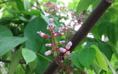 Lá khế trị dị ứng mề đay