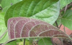 Công dụng chữa bệnh không ngờ của lá mơ tam thể