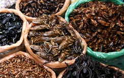 Bộ Y tế cảnh báo ngộ độc khi ăn côn trùng