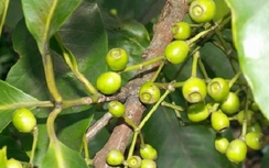 Nụ vối hỗ trợ trị bệnh gout