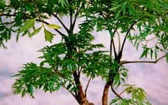 Đinh lăng, nhân sâm của người nghèo