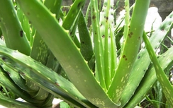 Lô hội trị viêm loét dạ dày, tá tràng