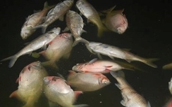 Cá chết hồ Linh Đàm là do... sáng nắng to, chiều lại mưa