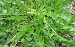 Bồ công anh, vị thuốc kháng sinh thực vật