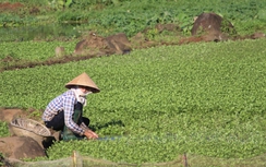 Về miền giếng cổ, thưởng thức rau siêu sạch
