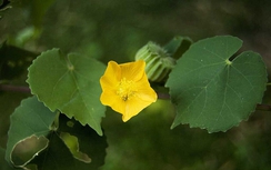 Cây cối xay trị cảm mạo, sốt cao