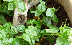 Rau càng cua chữa viêm họng