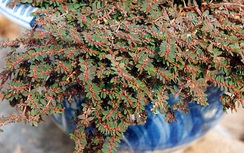 Cỏ sữa lá nhỏ tiêu độc, kháng khuẩn