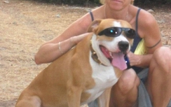 Vợ giết chồng dã man rồi cho chó cưng ăn thịt