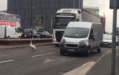 Giao thông tắc nghẽn vì nàng thiên nga "ung dung" giữa đường