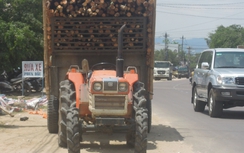 Xe công nông ung dung chở keo, bạch đàn ở Bình Định