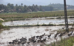 Lạ lùng phí "nhặt thóc" để được thả vịt ra đồng ở Bình Định