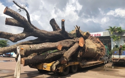 Tạm giữ xe đầu kéo chở cây "siêu khủng" không có giấy lưu hành