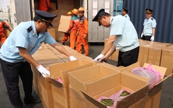 Bắt 2 container chứa ma túy và vi, xương cá mập tại Hải Phòng