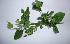 Cảnh báo nguy hiểm khi ăn rau ngót lá xoăn