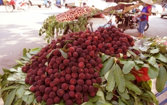 Quả thanh mai giúp giải nhiệt bỗng dưng... sốt giá