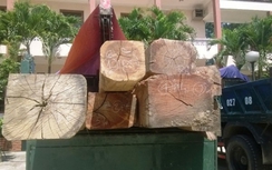 Quảng Trị: Hạt trưởng kiểm lâm... buôn gỗ lậu