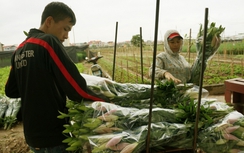 Sau dưa hấu, người Hà Nội lại chung tay... "giải cứu" hoa ly