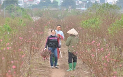 Hoa đào Nhật Tân xuống phố khoe sắc