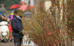 Danh sách đường hoa, chợ hoa Tết có wifi miễn phí